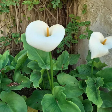 Sunny Large Terrace Wifi Airconditioners Bbq *